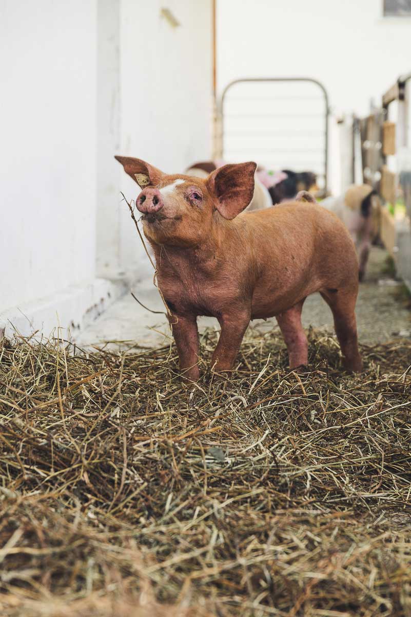 Schwäbisch-Hällische Landschwein-Rassen mit Einkreuzung von Duroc